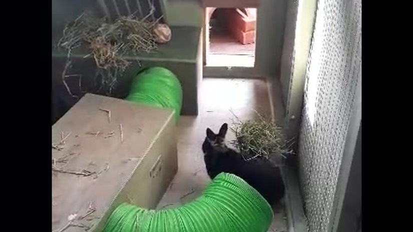 rabbitrocket sweetpea